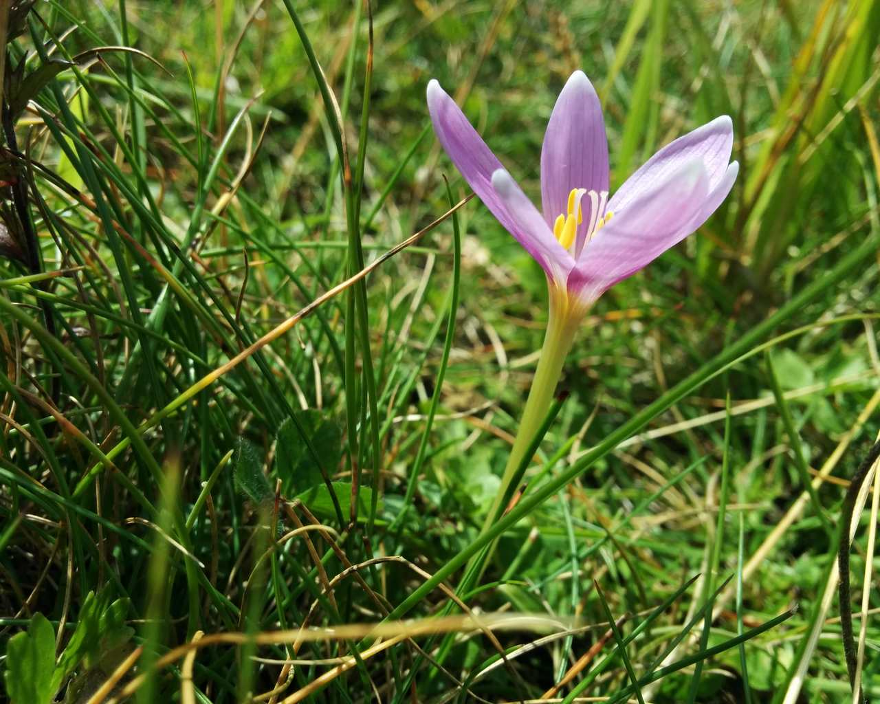 Colchicum...